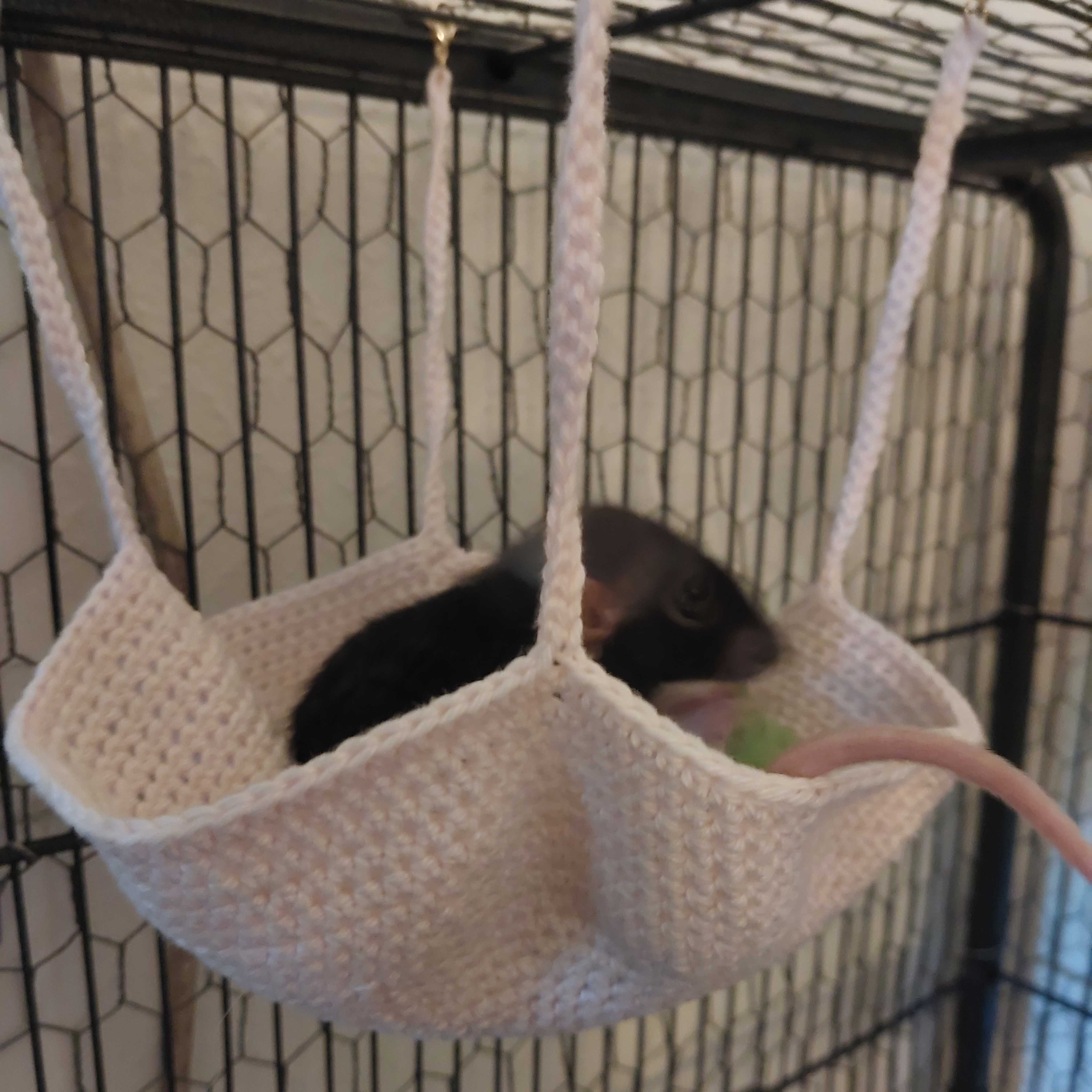 Rat hammock