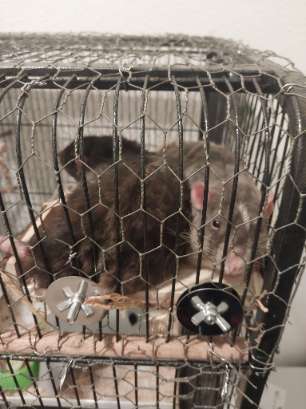 My cute little rats